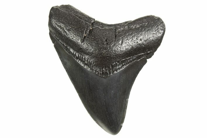 Fossil Megalodon Tooth - South Carolina #340598